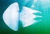 Barrel jellyfish (Rhizostoma pulmo)