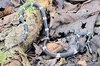 Sri Lankan krait (Bungarus ceylonicus)