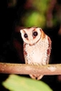 Oriental bay owl (Phodilus badius)