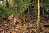 Bay cat (Felis badia)