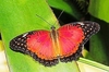 Red lacewing (Cethosia biblis)