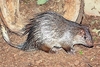 African brush-tailed porcupine (Atherurus africanus)