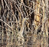 American bittern (Botaurus lentiginosus)