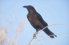 Brown-necked raven (Corvus ruficollis)