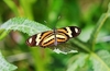 Ethilia longwing (Heliconius ethilla)