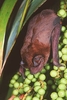 Velvety free-tailed bat (Molossus molossus)