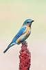 Eastern bluebird (Sialia sialis)