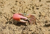 Rose fiddler crab (Tubuca rosea)