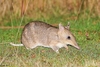 Eastern barred bandicoot (Perameles gunnii)