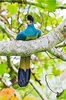 Great blue turaco (Corythaeola cristata)