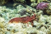 Western rock lobster (Panulirus cygnus)