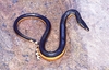 Yellow-bellied sea snake (Hydrophis platurus)