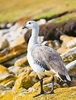 Upland goose (Chloephaga picta)