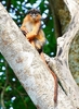 Western red colobus (Piliocolobus badius)