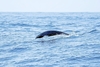 Northern right whale dolphin (Lissodelphis borealis)