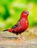 Red avadavat (Amandava amandava)