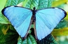 Brazilian morpho (Morpho aega)