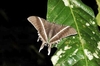 Tropical swallowtail moth (Lyssa zampa)