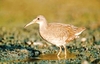 Clapper rail (Rallus crepitans)