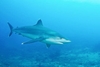 Silvertip shark (Carcharhinus albimarginatus)