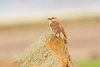 Hume's ground-tit (Pseudopodoces humilis)