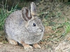 Pygmy rabbit (Sylvilagus idahoensis)