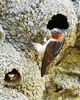 Cliff swallow (Petrochelidon pyrrhonota)