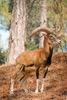 Mouflon (Ovis musimon)