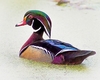 Wood duck (Aix sponsa)