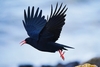 Red-billed chough (Pyrrhocorax pyrrhocorax)