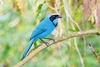 Turquoise jay (Cyanolyca turcosa)