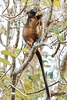 Bennett's tree kangaroo (Dendrolagus bennettianus)