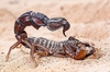 Arabian fat-tailed scorpion (Androctonus crassicauda)