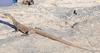 Mertens' water monitor (Varanus mertensi)