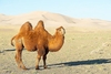 Bactrian camel (Camelus bactrianus)