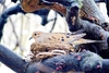 Mourning dove (Zenaida macroura)