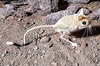 Lesser Egyptian jerboa (Jaculus jaculus)