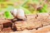 Land operculate snail (Pomatias elegans)