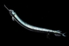 Honeycomb scaly dragonfish (Stomias affinis)