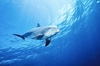 Atlantic bottlenose dolphin (Tursiops truncatus)
