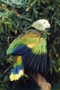 Saint Vincent parrot (Amazona guildingi)