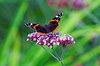 Red admiral (Vanessa atalanta)