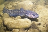 Burbot