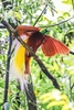 Greater bird-of-paradise (Paradisaea apoda)