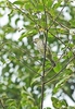Sharpbill (Oxyruncus cristatus)
