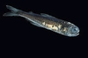 Spotted lanternfish (Myctophum punctatum)