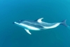 Pacific white-sided dolphin (Lagenorhynchus obliquidens)