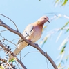 Laughing dove (Spilopelia senegalensis)