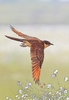 Great spotted cuckoo (Clamator glandarius)