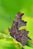 Comma butterfly (Polygonia c-album)